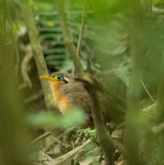 Morococcyx erythropygus