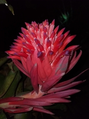 Billbergia pyramidalis