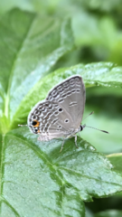 Luthrodes pandava