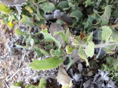 Hazardia squarrosa grindelioides