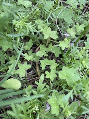 Hydrocotyle acutiloba