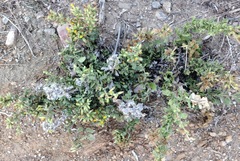 Hazardia squarrosa grindelioides