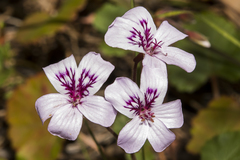 Pelargonium havlasae