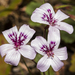 Pelargonium havlasae - Photo (c) Sue Jaggar, some rights reserved (CC BY-NC), uploaded by Sue Jaggar