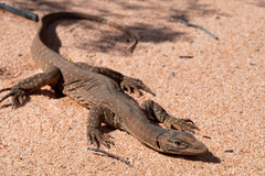 Varanus gouldii