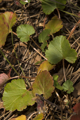 Pelargonium havlasae