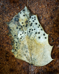 Coccomyces dentatus