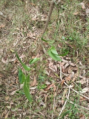 Geitonoplesium cymosum