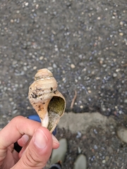 Buccinoidea
