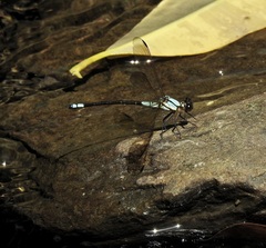 Diphlebia euphoeoides