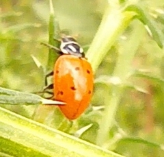 Hippodamia convergens