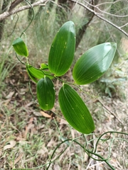 Geitonoplesium cymosum