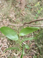 Geitonoplesium cymosum