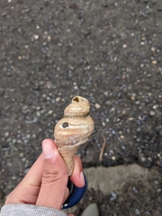 Buccinoidea
