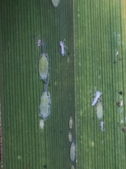 Thripsaphis foxtonensis