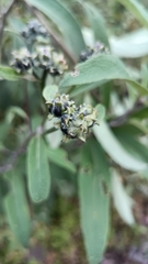 Aldama buddlejiformis