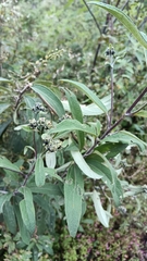 Aldama buddlejiformis