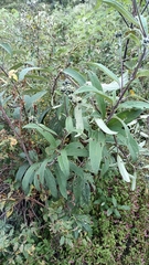 Aldama buddlejiformis