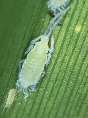 Thripsaphis foxtonensis