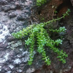Sedum greggii
