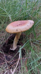 Amanita basii