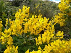 Genista stenopetala