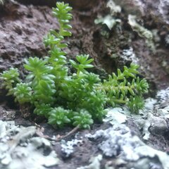Sedum greggii