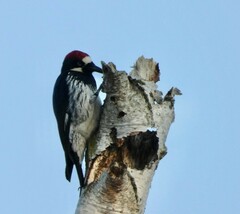 Melanerpes formicivorus