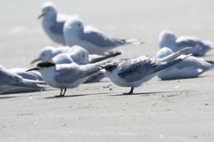 Sterna striata striata