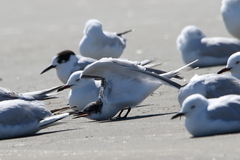 Sterna striata striata