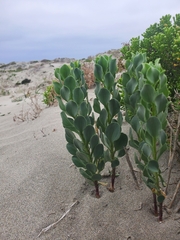 Alstroemeria werdermannii