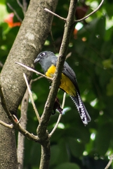 Trogon caligatus