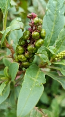 Phytolacca octandra