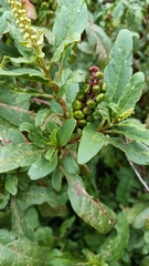 Phytolacca octandra