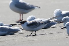 Sterna striata striata