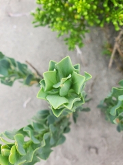 Alstroemeria werdermannii