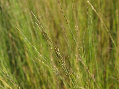 Muhlenbergia cuspidata