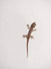 Hemidactylus frenatus