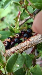 Phytolacca octandra
