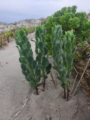 Alstroemeria werdermannii