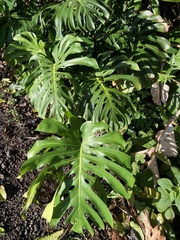 Monstera deliciosa