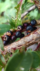 Phytolacca octandra