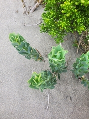 Alstroemeria werdermannii