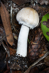 Agaricus hondensis
