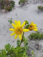 Senecio bahioides