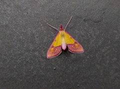 Choristostigma