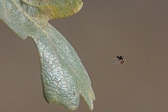 Acroceridae