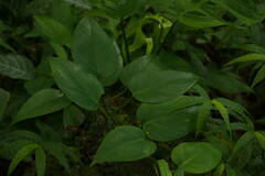 Epipremnum aureum