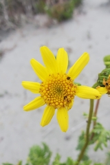 Senecio bahioides