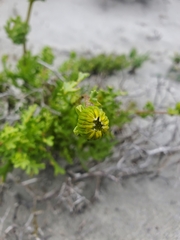 Senecio bahioides